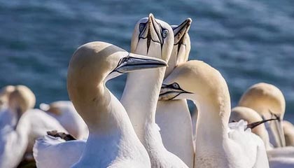 掘金官方晒球员卡通投篮视频：视频中六位球员分别是谁？