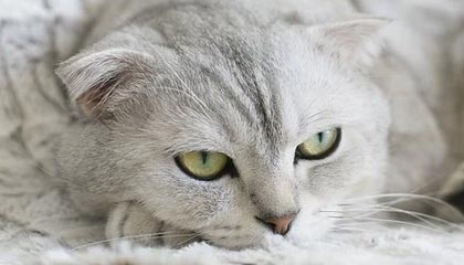 掘金官方晒球员卡通投篮视频：视频中六位球员分别是谁？